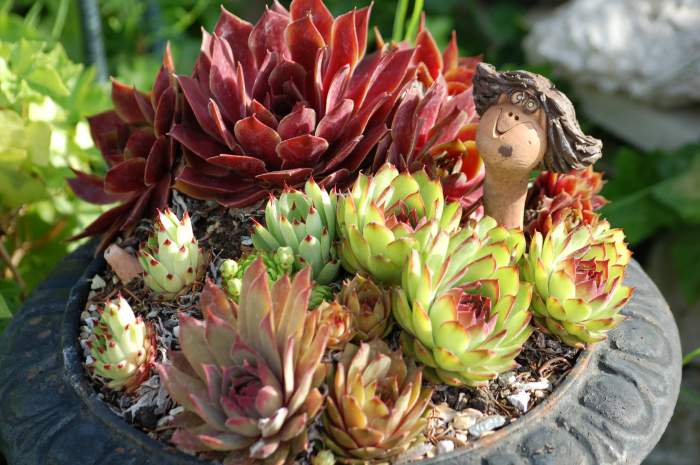 Sempervivum Dachwurz Hauswurz